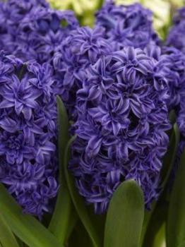 Гиацинт Роял Неви махровый (Royal Navy), 5 шт - картинка 2