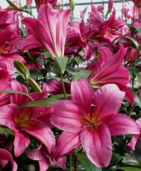 Лилия ОТ-гибрид Пёпл Принц (Purple Prince), 3 шт (разбор 16/18!) - картинка 3