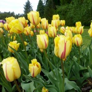 Тюльпан Фламенко (Flamenco), 10 шт (разбор 12/14) - картинка 2