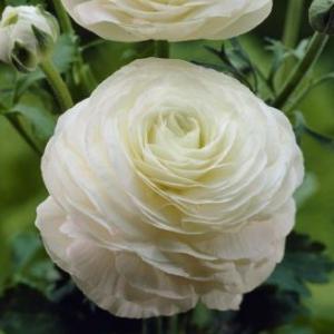 Ранункулюс Авив Бланк (Ranunculus Aviv Blanc), 15 шт (разбор 7/8) - картинка 2
