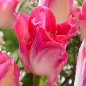 Тюльпан Кроун оф Династи (Crown of Dynasty), 10 шт (разбор 12/14) - картинка 3