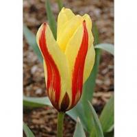 Тюльпан Джузеппе Верди (Giuseppe Verdi), 25 шт