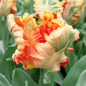 Тюльпан Пэррот Кинг (Parrot King), 10 шт (разбор 11/12) - картинка 1