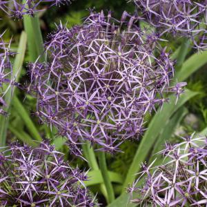 Аллиум Христофа (Allium christophii), 5 шт (разбор 12/14) - картинка 2
