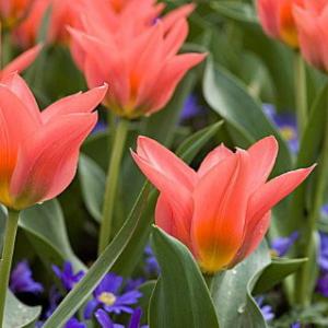 Тюльпан Ориентал Бьюти (Oriental Beauty), 5 шт (разбор 11/12) - картинка 1