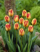 Тюльпан Банья Лука (Banja Luka), 10 шт (разбор 12/14)