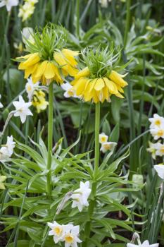 Рябчик императорский Лутеа (Fritillaria imperialis Lutea), 1 шт (разбор 22/24) - картинка 1