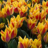 Тюльпан Виннипег (Winnipeg), 10 шт (разбор 11/12)