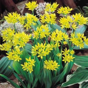 Аллиум Молли (Allium Moly), 10 шт (разбор 5/6) - картинка 1