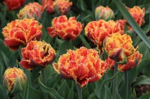 Тюльпан Брисбен (Brisbane), 10 шт (разбор 12/14) - картинка 3