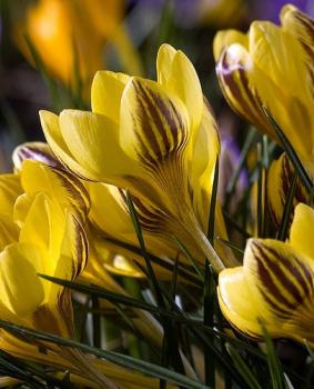 Крокус Джипси Герл (Gipsy Girl), 25 шт (разбор 5/7) - картинка 1