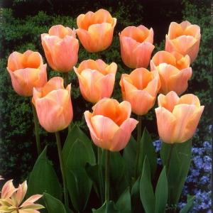 Тюльпан Эприкот Бьюти (Apricot Beauty), 10 шт (разбор 11/12) - картинка 2