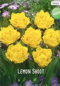 Тюльпан Лемон Шут (Lemon Shoot), 10 шт (разбор 12/14) - картинка 1
