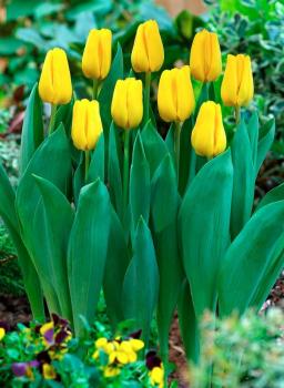 Тюльпан Карактэ (Caractère), 10 шт (разбор 12/14) - картинка 2