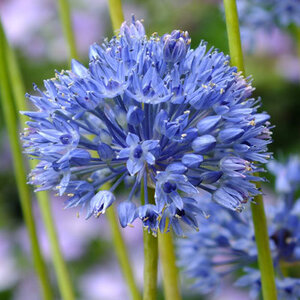 Аллиум Голубой (Allium caeruleum), 25 шт (разбор 5/6) - картинка 1