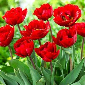 Тюльпан Файри Дрим (Fiery Dream), 10 шт (разбор 12/14) - картинка 1