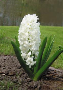 Гиацинт Карнеги (Carnegie), 5 шт - картинка 4