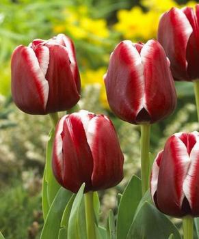 Тюльпан Армани (Armani), 10 шт (разбор 12/14) - картинка 2