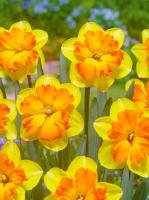 Нарцисс Конгресс (Congress), 5 шт (разбор 12/14)