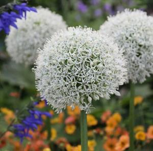 Аллиум Маунт Эверест (Allium Mount Everest), 1 шт (разбор 20/22) - картинка 4