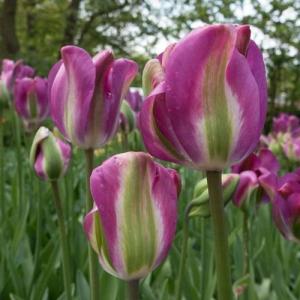 Тюльпан Найт Райдер (Night Rider), 10 шт  (разбор 12/14) - картинка 3