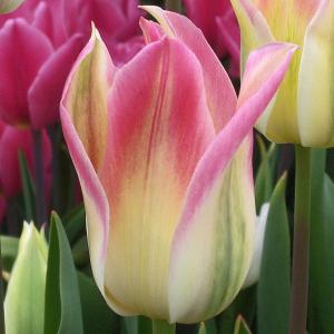 Тюльпан Флороза (Florosa), 10 шт (разбор 12/14) - картинка 2