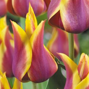 Тюльпан Соннет (Sonnet), 10 шт (разбор 12/14) - картинка 5