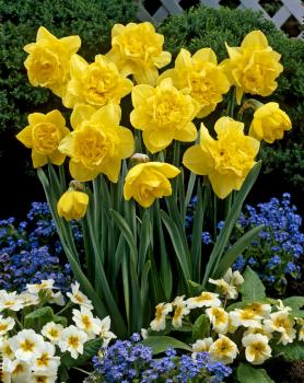 Нарцисс Дик Вилден (Dick Wilden), 5 шт (разбор 12/14) - картинка 2