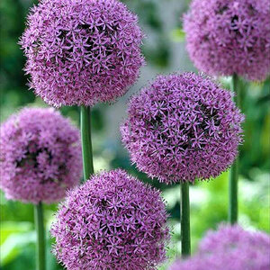 Аллиум Гладиатор (Allium Gladiator), 1 шт (разбор 20/22) - картинка 1