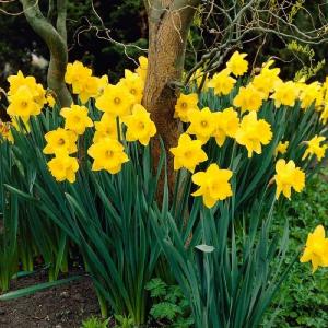 Нарцисс Датч Мастер (Dutch Master), 15 шт (разбор 16/18!) - картинка 4