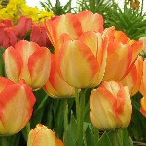 Тюльпан Американ Дрим (American Dream), 10 шт (разбор 12/14) - картинка 3