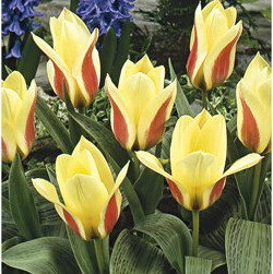 Тюльпан Рафаэлло (Rafaello), 10 шт (разбор 12/14) - картинка 1