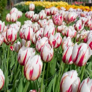 Тюльпан Карнавал де Рио (Carnaval de Rio), 10 шт (разбор 12/14) - картинка 1