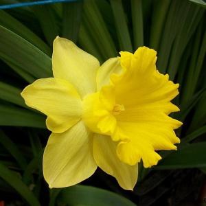 Нарцисс Датч Мастер (Dutch Master), 15 шт (разбор 16/18!) - картинка 2