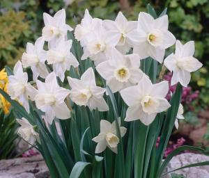 Нарцисс Стейнлесс (Stainless), 5 шт (разбор 12/14) - картинка 2