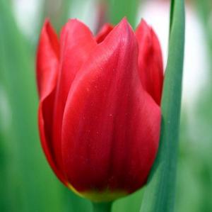 Тюльпан Апельдорн (Apeldoorn), 25 шт - картинка 3