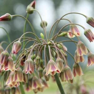 Аллиум Болгарский (Nectaroscordum siculum), 5 шт (разбор 10/11) - картинка 4