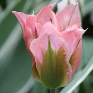 Тюльпан Чайна Таун (China Town), 10 шт (разбор 12/14) - картинка 5