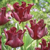 Тюльпан Ред Дресс (Red Dress), 10 шт (разбор 12/14)