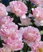 Тюльпан Анжелик (Angélique), 25 шт (разбор 11/12)