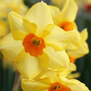 Нарцисс Скарлет Джем (Scarlet Gem), 5 шт (разбор 12/14) - картинка 2