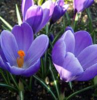 Крокус Гранд Матр (Grand Maitre), 10 шт (разбор 9/10)