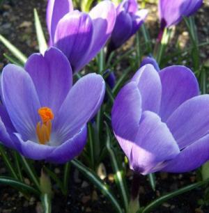 Крокус Гранд Матр (Grand Maitre), 10 шт (разбор 9/10) - картинка 3