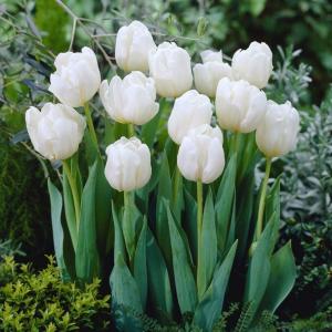 Тюльпан Мондиал (Mondial), 25 шт - картинка 1