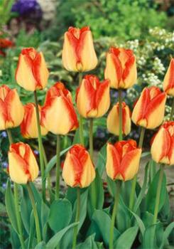 Тюльпан Американ Дрим (American Dream), 10 шт (разбор 12/14) - картинка 4