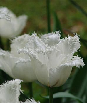 Тюльпан Сван Уинг (Swan Wings), 10 шт (разбор 11/12 - картинка 3