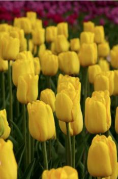 Тюльпан Карактэ (Caractère), 10 шт (разбор 12/14) - картинка 3