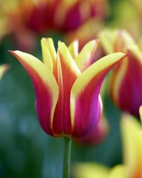 Тюльпан Соннет (Sonnet), 10 шт (разбор 12/14) - картинка 3