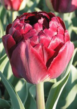 Тюльпан Анкл Том (Uncle Tom), 10 шт (разбор 12/14) - картинка 3