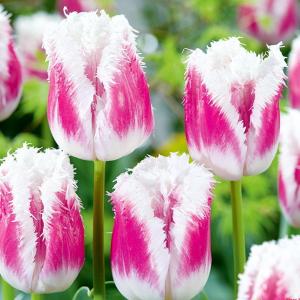 Тюльпан Супер Сиеста (Super Siesta), 10 шт (разбор 12/14) - картинка 1